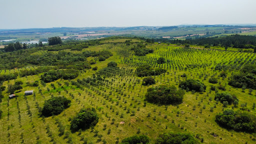 Fazenda em Encruzilhada do Sul com 44,4ha