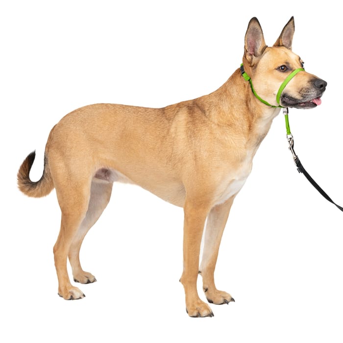 PetSafe Gentle Leader Headcollar No-Pull Dog Collar - Medium - Apple Green product detail number 1.0