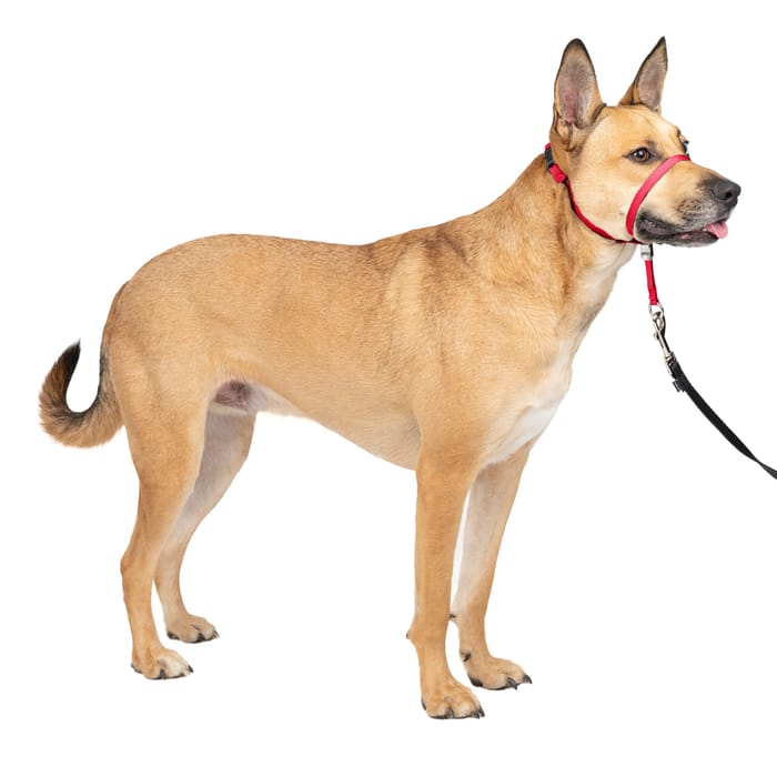 PetSafe Gentle Leader Headcollar No-Pull Dog Collar - Medium - Red product detail number 1.0