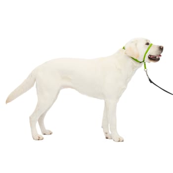 PetSafe Gentle Leader Headcollar No-Pull Dog Collar - Large - Apple Green-product-tile