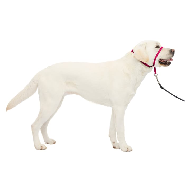 PetSafe Gentle Leader Headcollar No-Pull Dog Collar - Large - Raspberry Pink product detail number 1.0