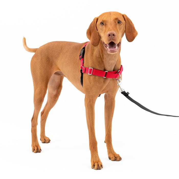 PetSafe Easy Walk Harness No Pull Dog Harness - Medium - Red/Black product detail number 1.0
