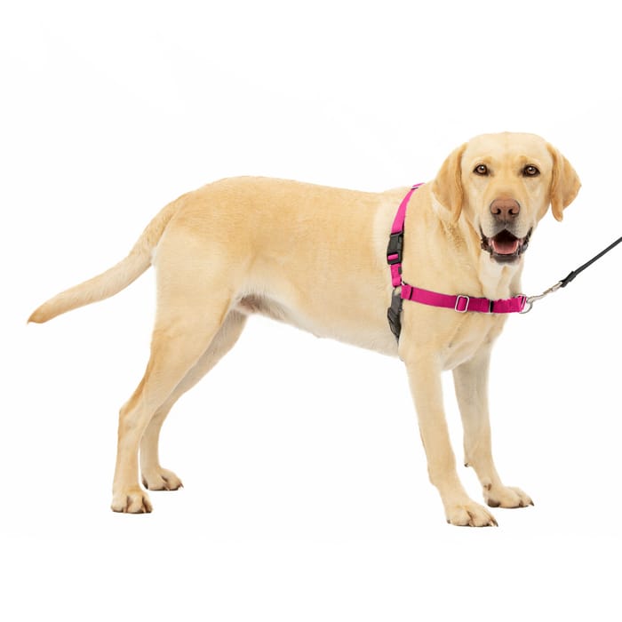 PetSafe Easy Walk Harness No Pull Dog Harness - Large - Raspberry Pink/Grey product detail number 1.0