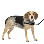 PetSafe Easy Walk Harness No Pull Dog Harness - Small/Medium - Charcoal
