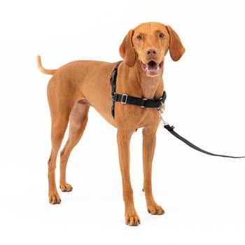 PetSafe Easy Walk Harness No Pull Dog Harness - Medium - Charcoal-product-tile