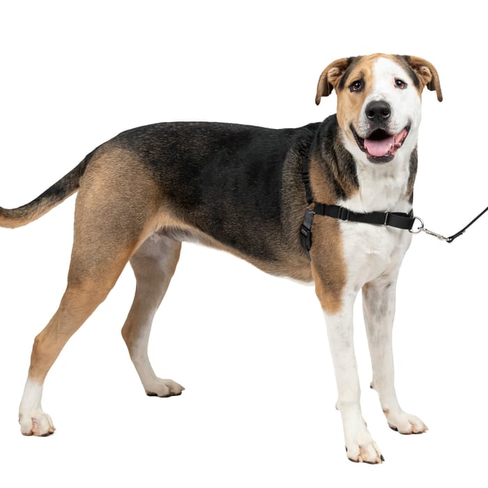 PetSafe Easy Walk Harness No Pull Dog Harness - Extra Large - Charcoal product detail number 1.0