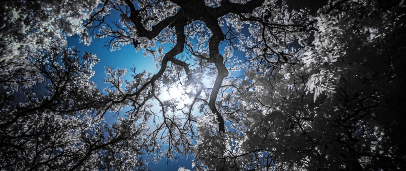 Fractal branching patterns in trees