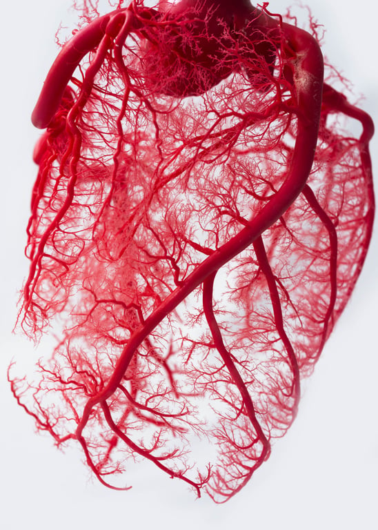 Fractal vascular system
