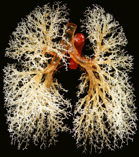 Fractal lung branching