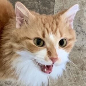 Profile photo of Kenji