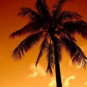 Profile photo of LonePalm