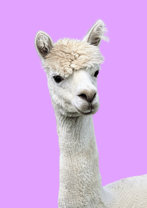 Alpaka, Nete - Plakat, Flere farver fra MindeMin