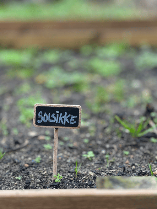 Planteskilt, lille fra www.blossomseed.dk