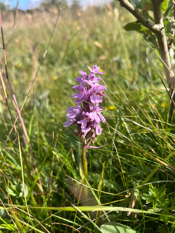 Purple Flower