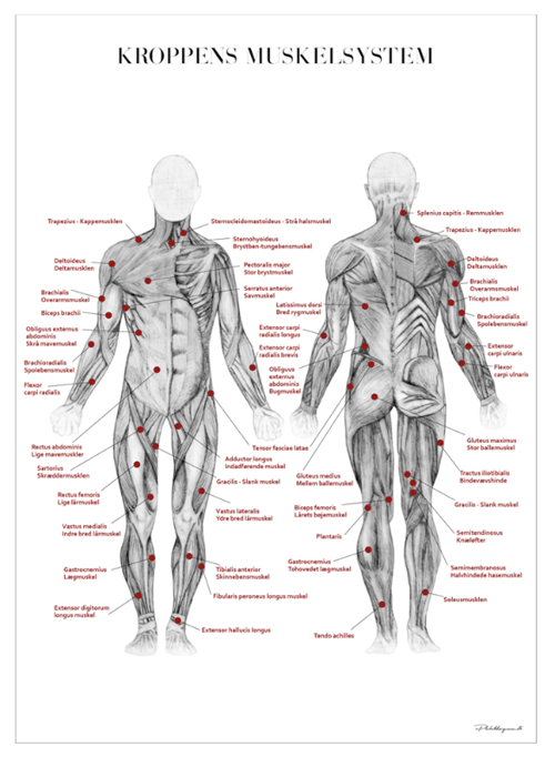 Kroppens Muskelsystem 50x70 cm fra PlakatDesigneren