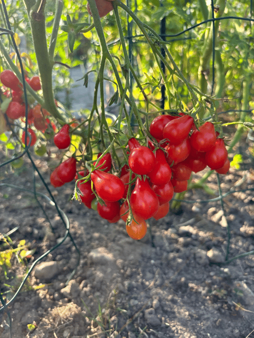 Red Dwarf Romanian - Multiflora fra Katrines Have