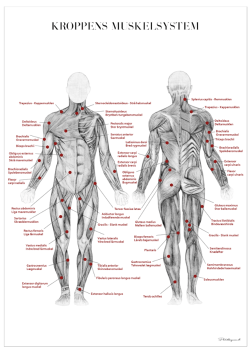 Kroppens Muskelsystem 50x70 cm fra PlakatDesigneren