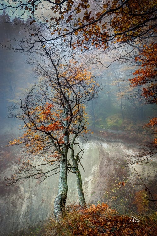 Et træ i tåge på Møns klint fra klee-fotokunst.dk
