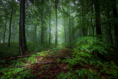 En tåget sommermorgen i Klinteskoven på Møn fra klee-fotokunst.dk