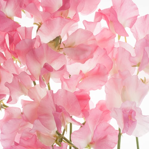 ÆRTEBLOMST Sweet Pea Tickled Pink fra www.blossomseed.dk