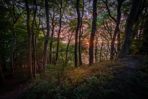 Klinteskoven på Møns klint i rødt morgenlys - starten på en smuk sommerdag fra klee-fotokunst.dk