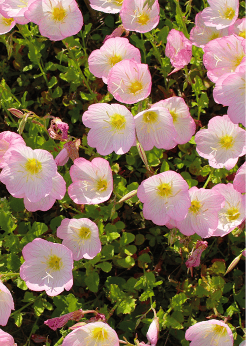SØLVNATLYS Pink Petticoats fra www.blossomseed.dk