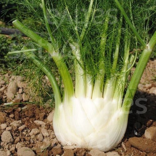 Knoldfennikel - Selma fra Katrines Have