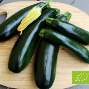 Grøn Squash - Curcurbita Pepo fra Katrines Have