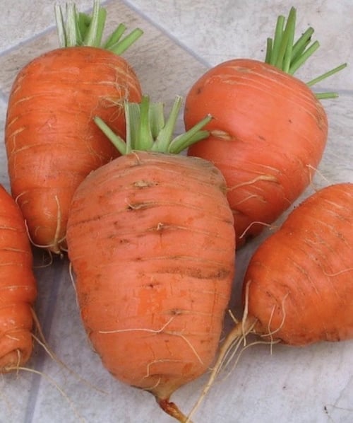 Oxheart - sommergulerod fra Katrines Have