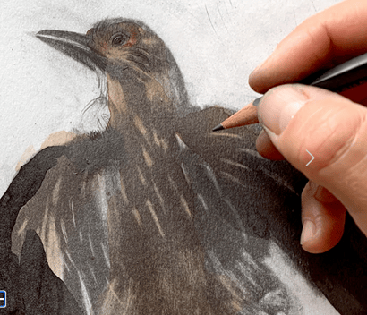 Camilla Boman Jensen illustrationer webshop - Eksempel på webshop for kunstner bygget med SHUP