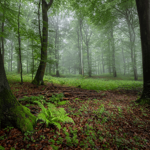 En tåget sommermorgen i Klinteskoven på Møn v/2  fra klee-fotokunst.dk