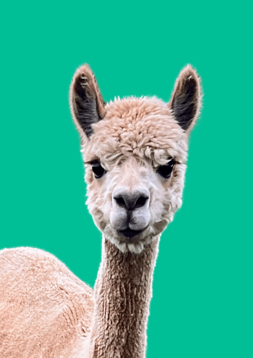 Alpakaen, Lin - Plakat, Flere farver fra MindeMin