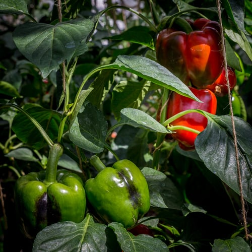 5 Peberfrugter i et drivhus fra klee-fotokunst.dk