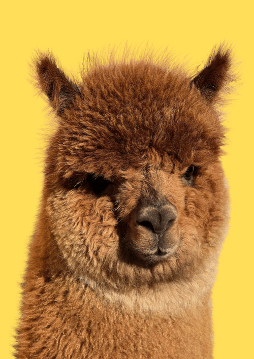 Alpaka, Edna - Plakat, Flere farver fra MindeMin