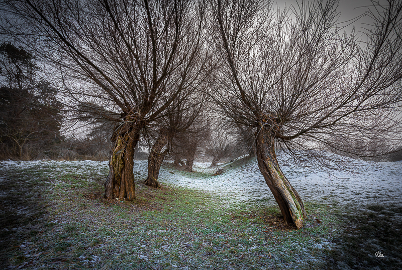 Stynede træer på Roneklint i Præstø en kold smuk vinterdag  - billede 1