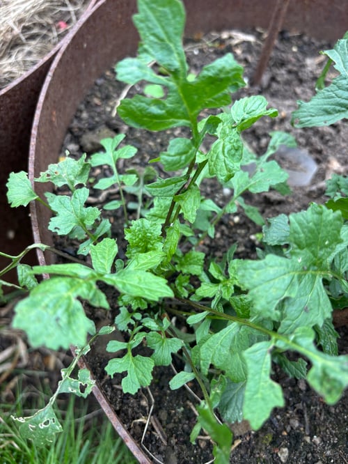 Ruccola - grøn - ikke øko fra Katrines Have