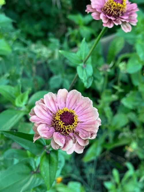 FRØKEN HAT Queen Red Lime fra www.blossomseed.dk