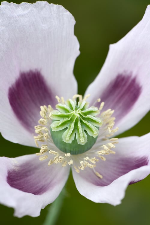 VALMUE Album fra www.blossomseed.dk