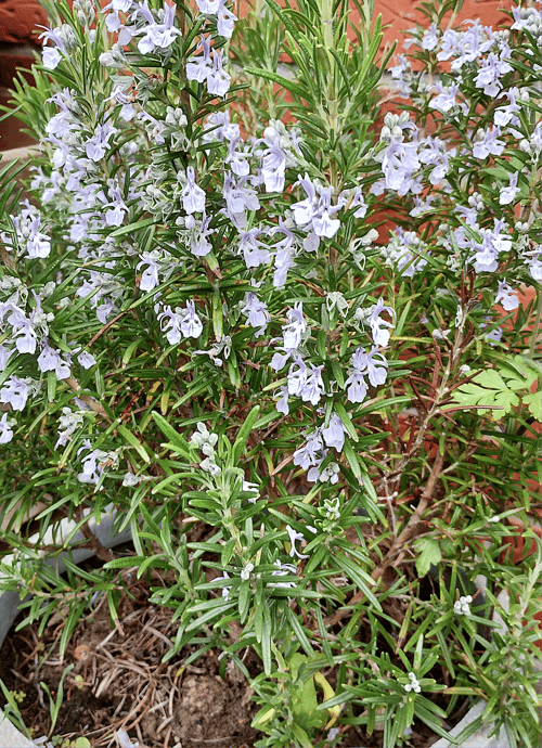 URTE LAGERET  Find de urter du mangler i variationer ! fra ShamanShoppen og TrommeMageren