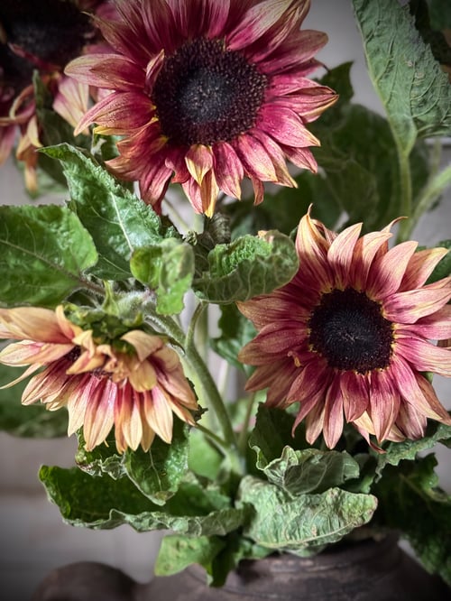 SOLSIKKE  Bicolour Marley #1 fra www.blossomseed.dk