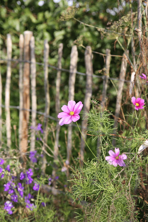 AKELEJA Purple Barlow fra www.blossomseed.dk