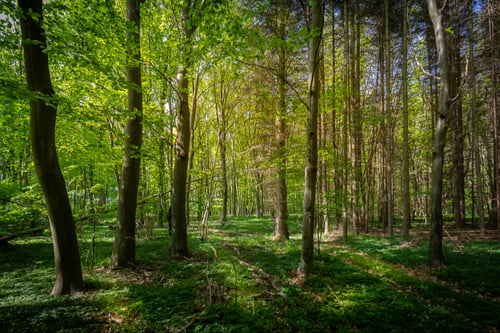 Et smukt skovparti i Kragenæs fra klee-fotokunst.dk