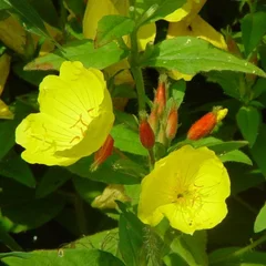 Special te, særlige opskrifter fra ShamanShoppen og TrommeMageren