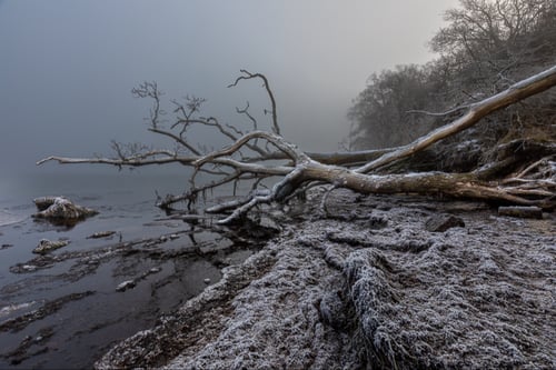 Et væltet tiliset træ på Roneklint en smuk vinterdag  fra klee-fotokunst.dk