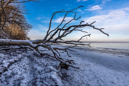 Frosent træ på Roneklint en smuk vinterdag fra klee-fotokunst.dk