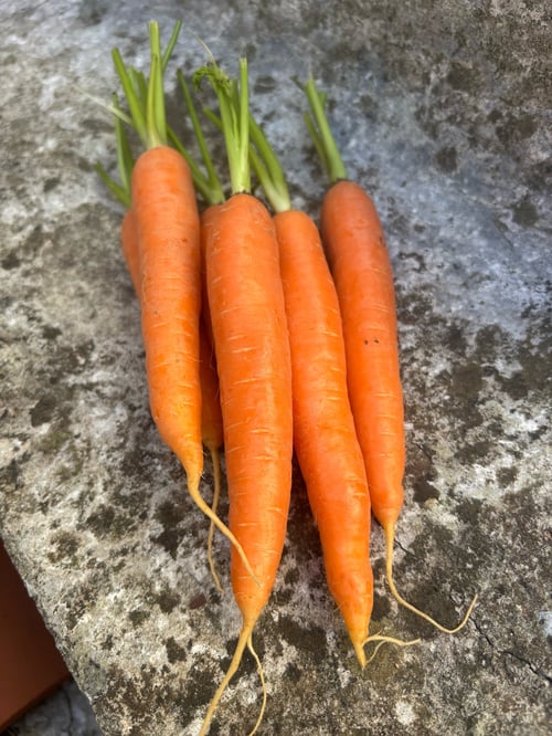 Gulerod Nantes 2 - ikke øko fra Katrines Have