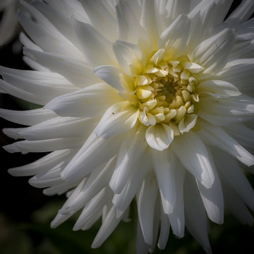 Foto af en smuk Dahlia blomst tæt på