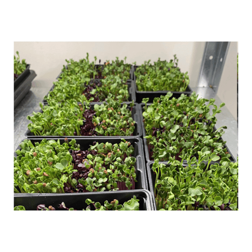 Radiseskud, mikrogrønt fra Chefs Garden