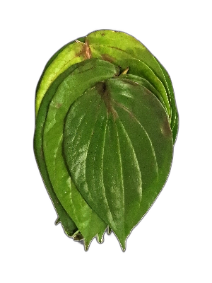 Vegetable Paan Leaves 1pcs