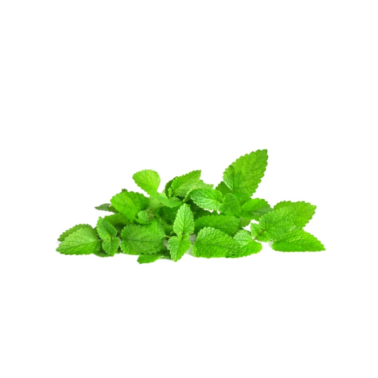Fresh vegetables Mint  leave 1stk